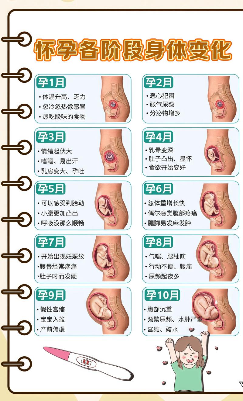 揭秘供卵代孕妈妈怀孕小腹分两节，孕期变化的奥秘红桥代生机构: